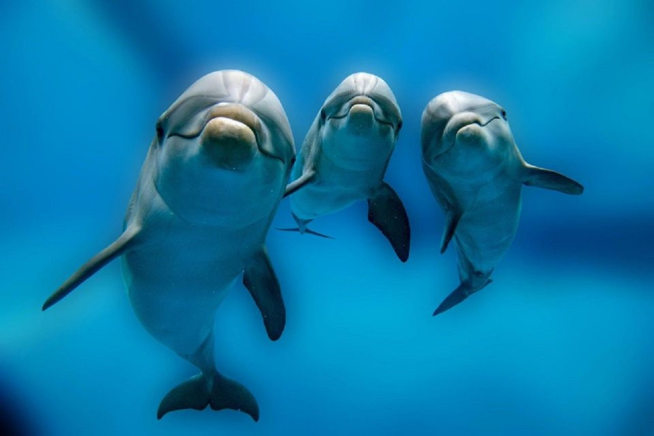 Swimming with Dolphins in the Red Sea: A Magical Experience at Dolphin House, Hurghada