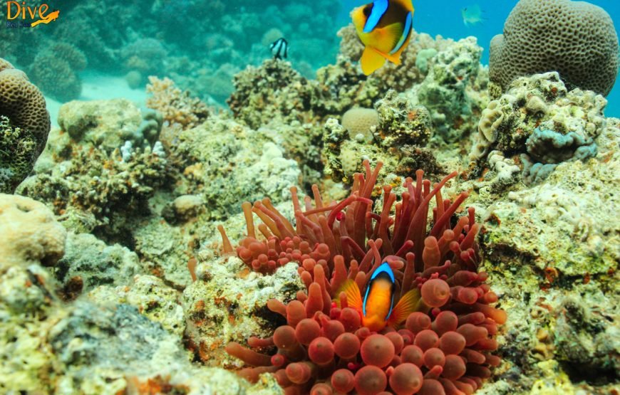 Daily Diving with Expertly Guided, Two Dives and Lunch – Hurghada