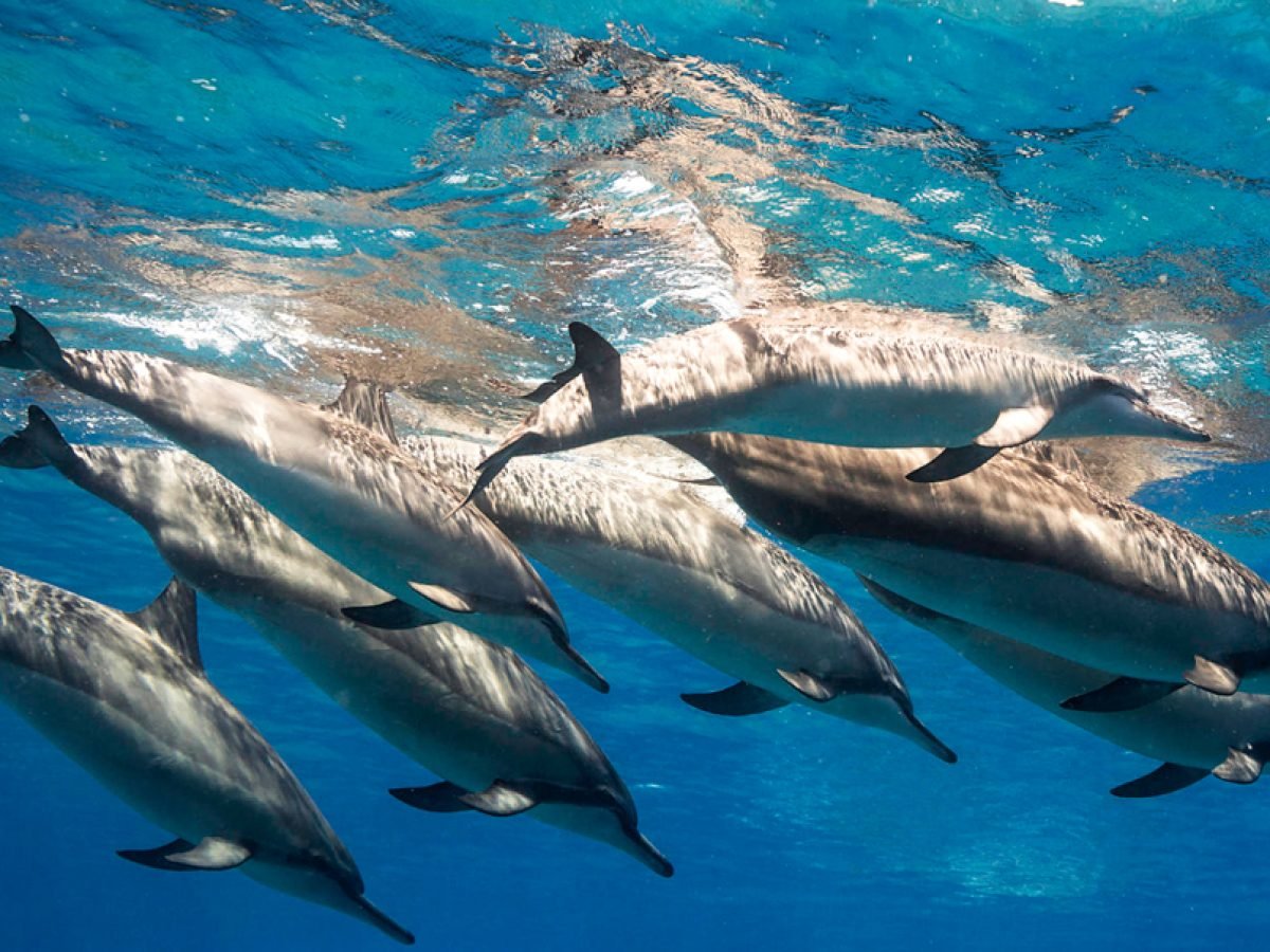 Private Speedboat Dolphin House - Hurghada - Egypt Rent Boat Private Speedboat Dolphin House - Hurghada - Egypt Rent Boat