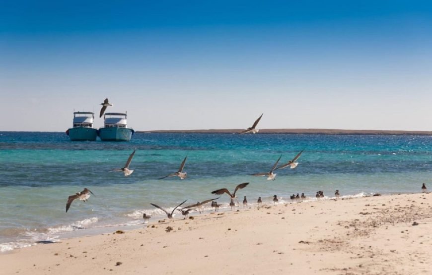Ras Mohammed, White Island Snorkeling and Diving – Sharm El Shiekh