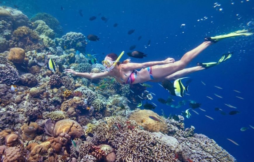Ras Mohammed, White Island Snorkeling and Diving – Sharm El Shiekh