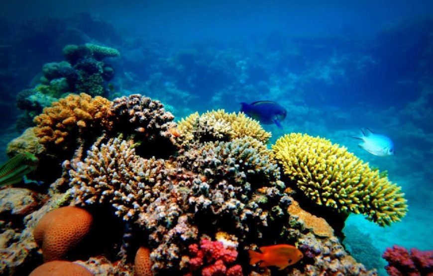 Ras Muhammed Boat Tour with Snorkeling- Sharm El-Sheikh