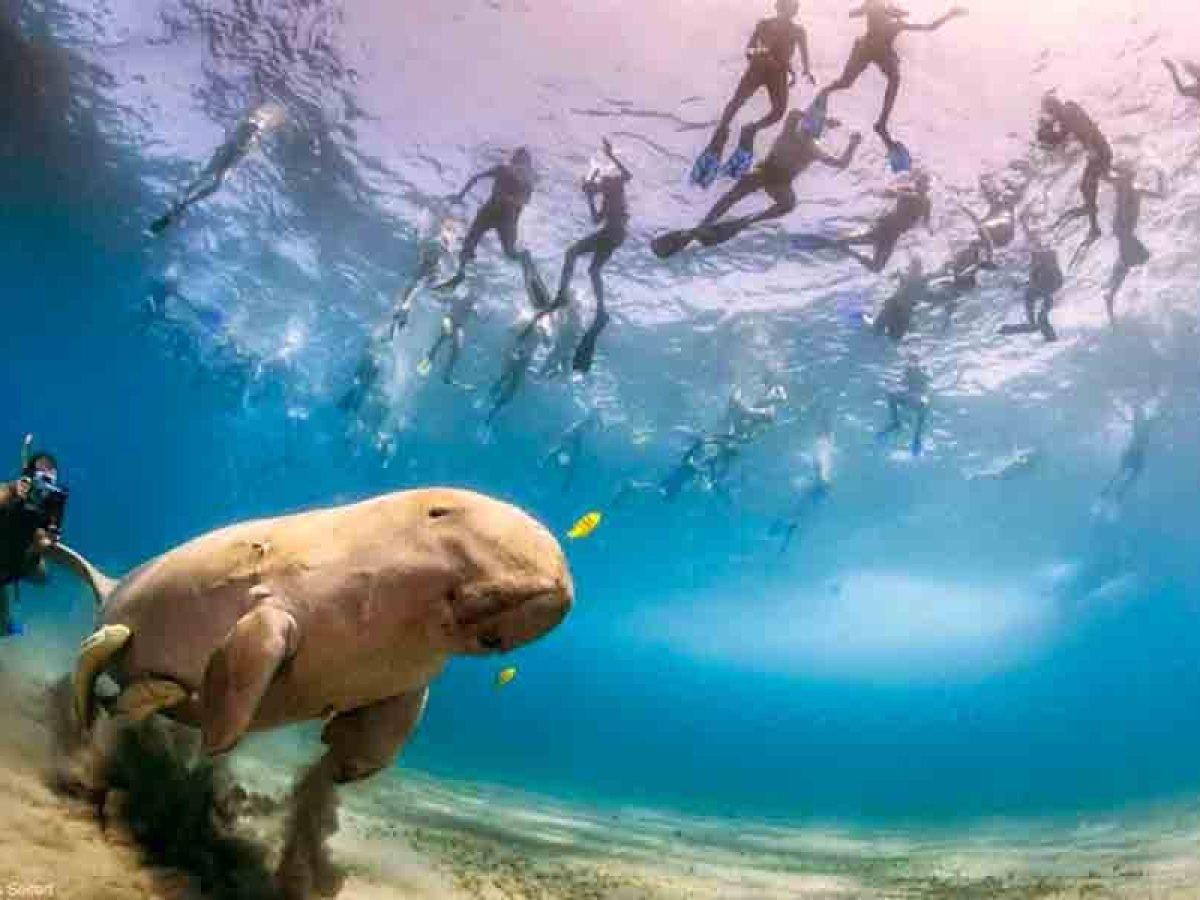 Marsa Mubarak with Intro Dive - Marsa Alam - Egypt Rent Boat Full Day Marsa Mubarak