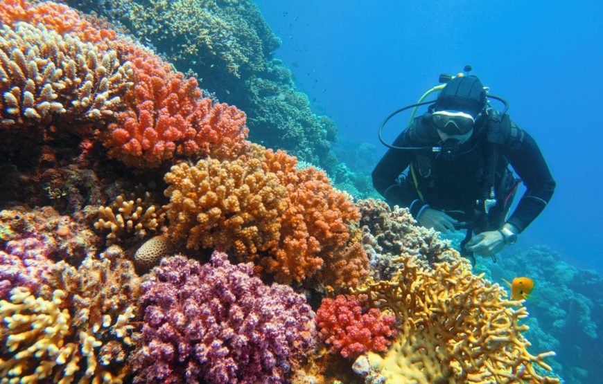 Tiran Island Boat Tour With Intro Dive – Sharm El Sheikh