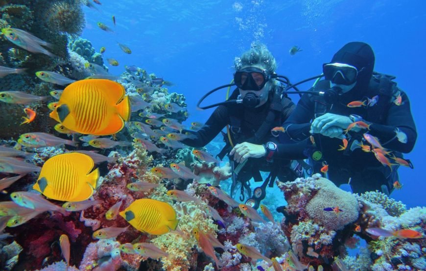Tiran Island Boat Tour With Intro Dive – Sharm El Sheikh
