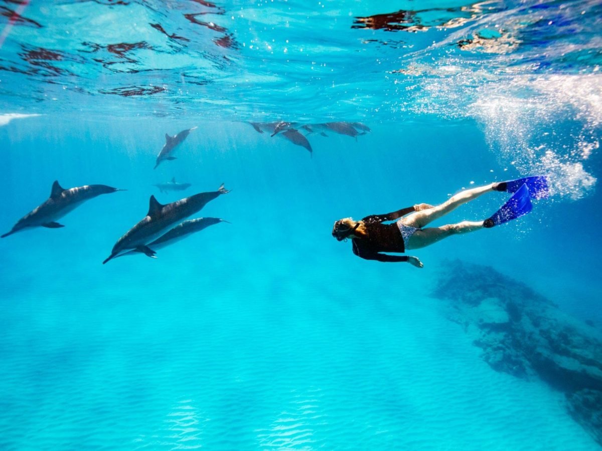 Dolphin House (10)