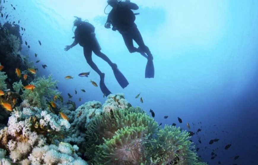 Tiran Island Boat Tour With Intro Dive – Sharm El Sheikh