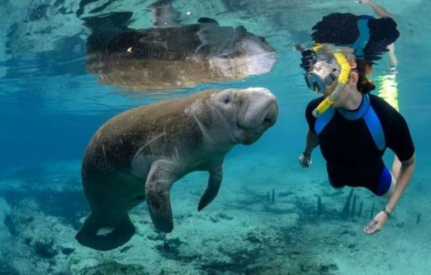 Private Boat to Marsa Mubarak, Snorkeling and lunch – Marsa Alam