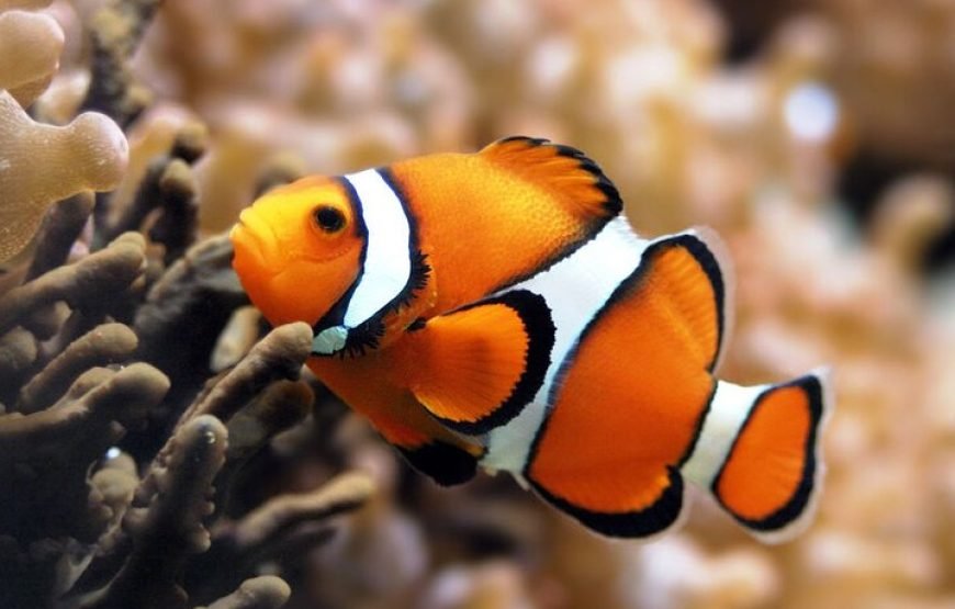 Sea Scope Semi-Submarine, Diver Show and Transfer – Marsa Alam