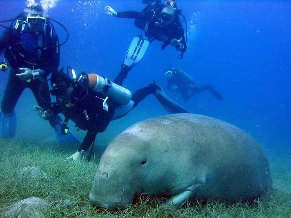 Marsa Mubarak with Intro Dive - Marsa Alam - Egypt Rent Boat Marsa Mubarak with Intro Dive - Marsa Alam - Egypt Rent Boat
