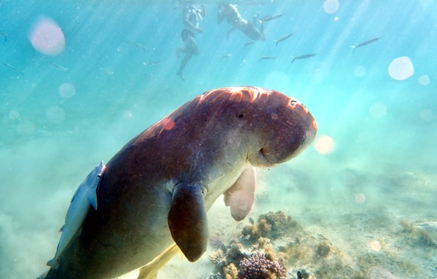 Private Boat to Marsa Mubarak, Snorkeling and lunch – Marsa Alam